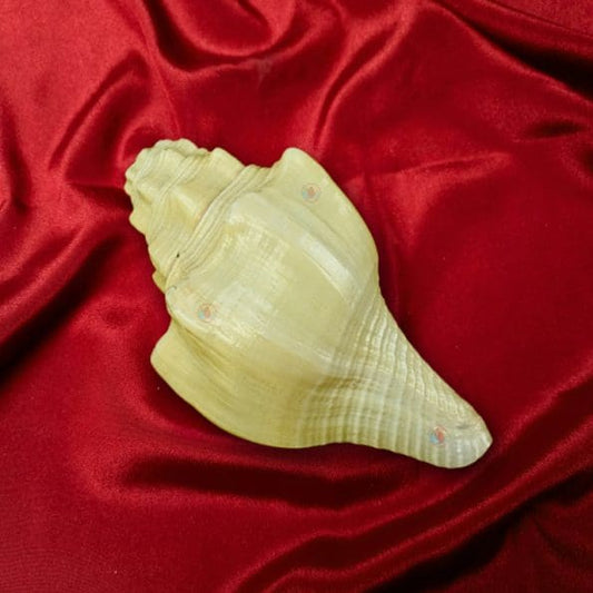 Shankh